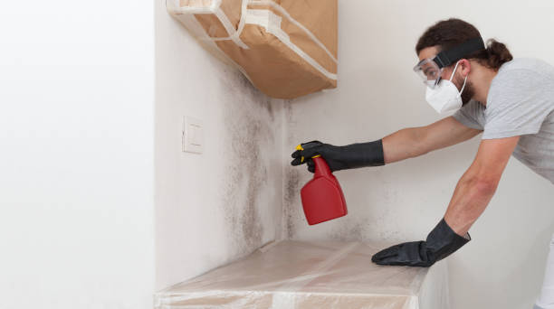Basement Mold Remediation treatment on basement walls in Fort Lauderdale